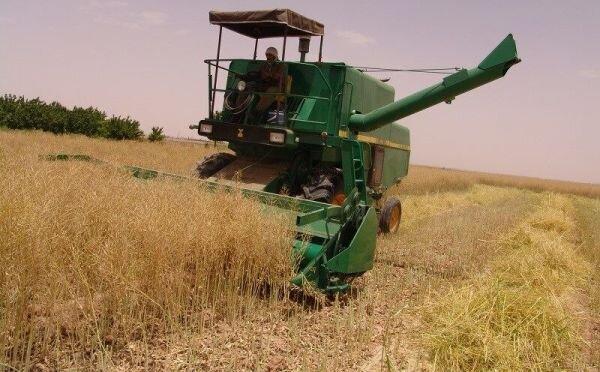 برداشت گندم از مزارع ورامین آغاز شد برداشت گندم از مزارع ورامین شروع شد