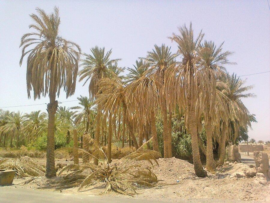خرماپزان در فهرج آغاز شد