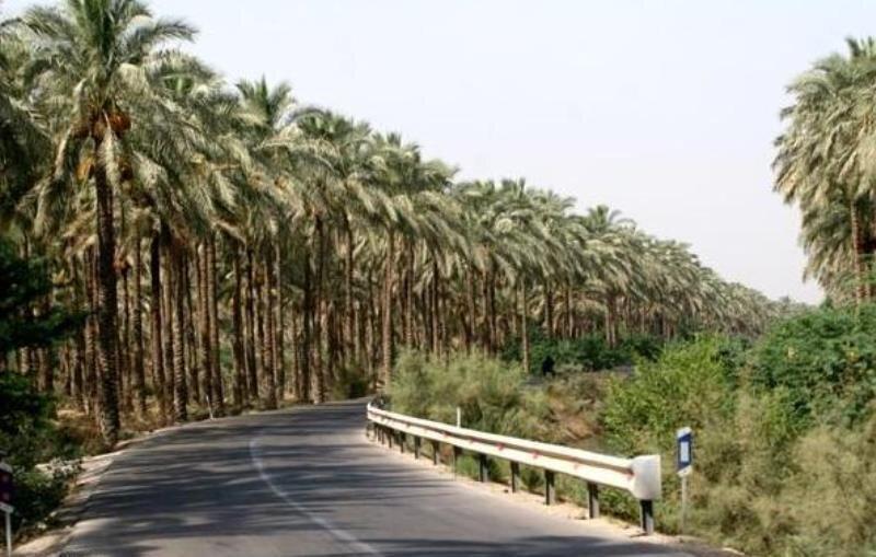 آبپخش؛ معرفی طولانی ترین جاده نخلستانی جنوب کشور ، کرونا 70 درصد هتل های بوشهر را تعطیل کرد